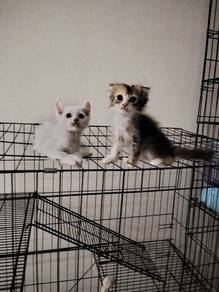 Kitten American curl 