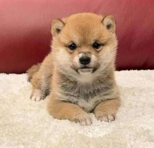 G4447 Bright-eyed Shiba Inu Little Fox Puppy Baby