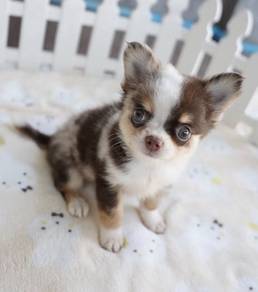 CHIHUAHUA PUPPIES 171🌷Head Apple Cute Dog