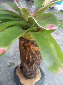 tunggul kayu 