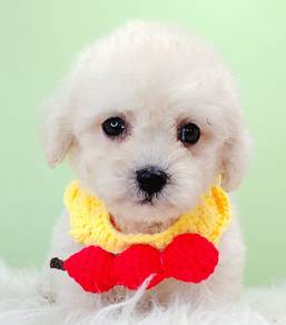Poodle