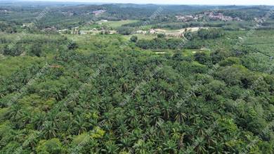 Agricultural Land in Jasin, MLK