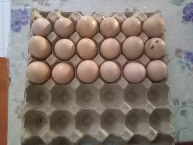 telur  berbenih ayam r. i. r dan ank ayam 