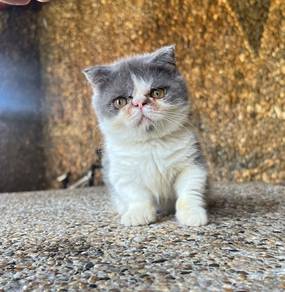 munchkin