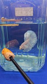 Betta Fish Ikan Laga Halfmoon Platinum White 