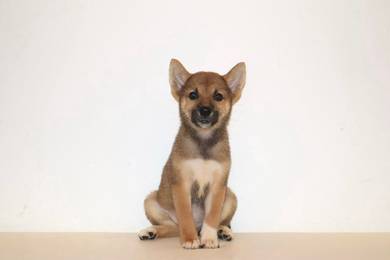 y14 Sweet Shiba Puppy
