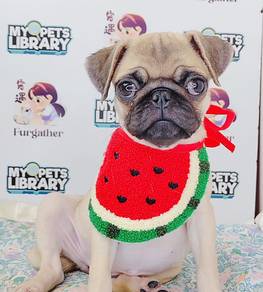Pug