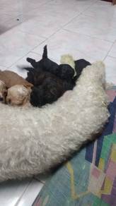 poodle puppy for adoption 