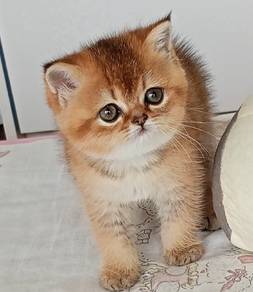 BSH kitten