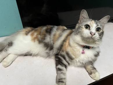 Cat for sale