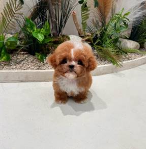 Cute Poodle puppy