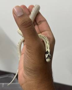 Male California Kingsnake for Sale