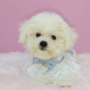 Bichon Frise