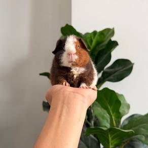 Teddy bear guinea pig tikus belanda