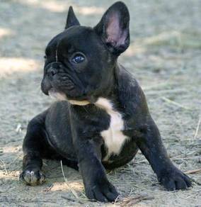 T177 French Bulldog cute puppies