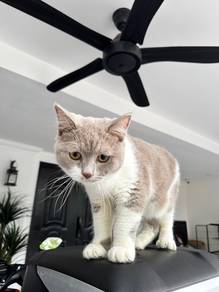 Bsh