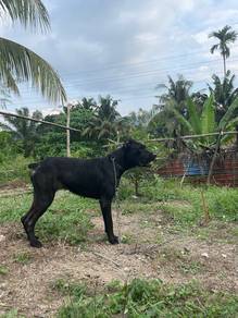 cane Corso for sale