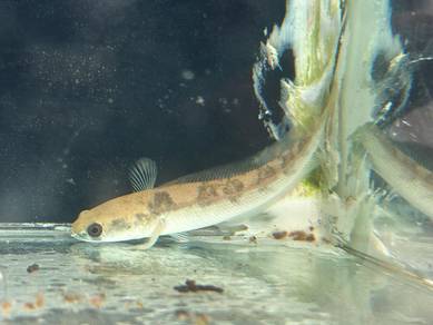 Channa Sp Perak