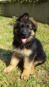 LER9222 German Shepherd black tan haired puppies