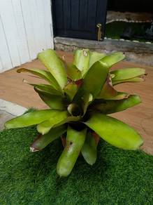 Bromeliad