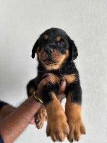 Rottweiler 
