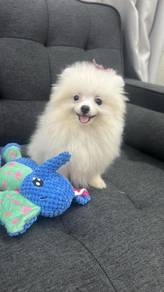 Pure Breed Cream Pomeranian (F395)