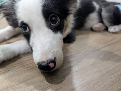 Beautiful 5-Month-Old Male Merle Border Collie