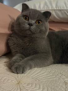 Scottish Fold Bsh
