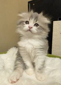 Ragdoll x Scottish Fold