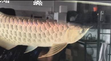 arowana mgbb
