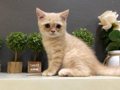 Pure BSH kitten light orange/cream