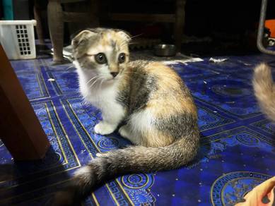 Adorable Scottish Fold Munchkin Kitten