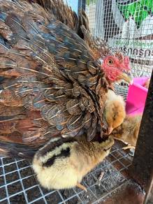 Anak dan ibu ayam kampung untuk dijual