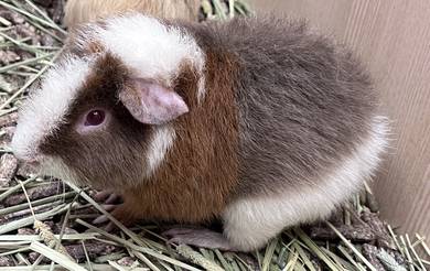 Teddy Guinea Pig