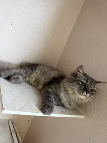 For rehome with fee