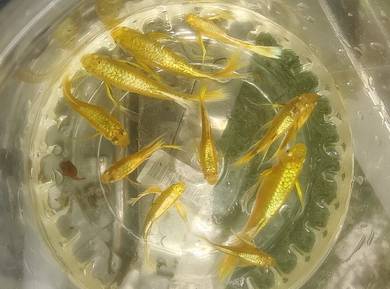 fullgold ribbon guppy