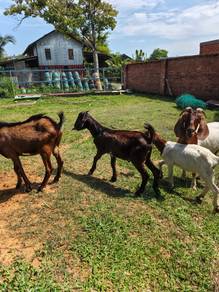 Kambing kacuk jana pari