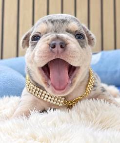 FRENCH BULLDOG PUPPIES VIP127 ๐ป Merle boy-girl