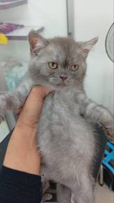 BSH Mix