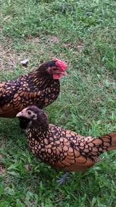Ayam batik gold