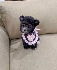 POODLE PUPPIES s145🌻 REHOME Grey boy 🧸