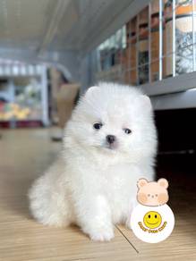 HVV2219 WHITE Tiny Pomeranian pet dog