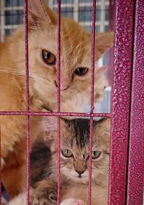 Persian kitten to rehome 