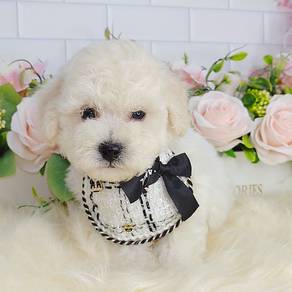 Poodle