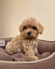 Rumbly Poodle Little Cute Bear Face Puppy Baby Pup