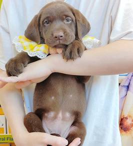 Labrador Retriever