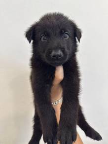 Belgian Shepherd