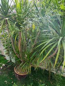 pokok Draco + pasu