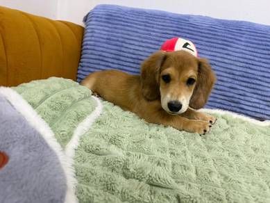 Miniature Dachshund
