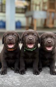 Labrador retriever puppies 1